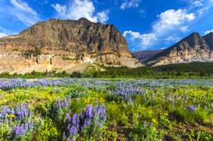 Wildflowers of the Many Glacier area-4359.jpg Wildflowers of the Many Glacier area-4359.jpg
